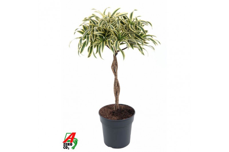 Dracaena reflexa song of india gevlochten stam 