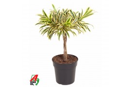 Dracaena reflexa song of india gevlochten stam