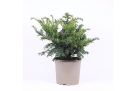 Taxus baccata repandens