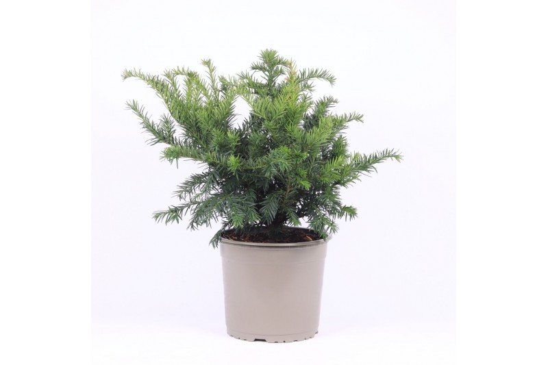 Taxus baccata repandens 
