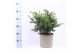 Taxus baccata repandens 