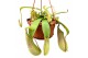 Nepenthes Louisa monkey jars hangpot 