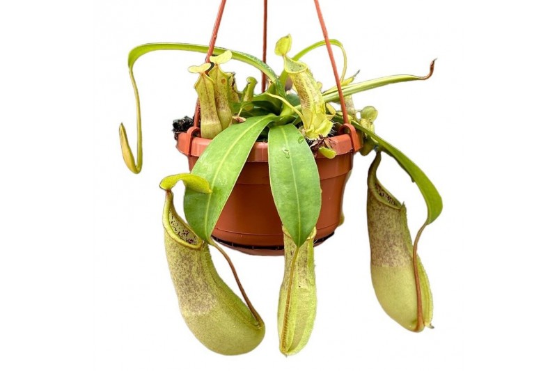 Nepenthes Louisa monkey jars hangpot 