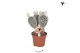 Opuntia microdasys albispina Kolibri Greens Opuntia white 1 pp  cm dia 