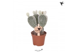 Opuntia microdasys albispina Kolibri Greens Opuntia white 1 pp  cm dia