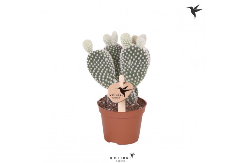 Opuntia microdasys albispina Kolibri Greens Opuntia white 1 pp cm dia Opuntia microdasys albispina Kolibri Greens Opuntia white 1 pp cm dia