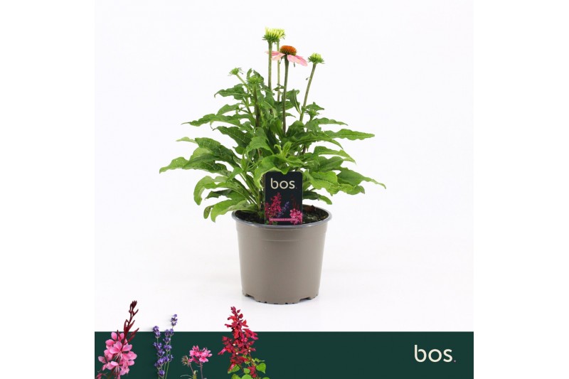 Echinacea sombrero mix Echinacea Sombrero, Mix Echinacea sombrero mix Echinacea Sombrero, Mix