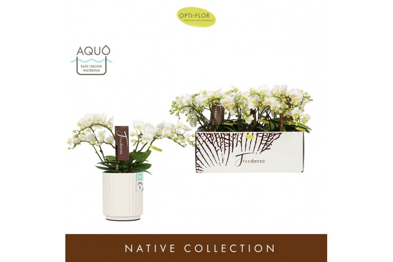 Phalaenopsis multiflora wit Freedanzo Dove in Molise White Aquo 35 bl. 