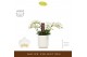 Phalaenopsis multiflora wit Freedanzo Dove in Molise White Aquo 35 bl. 
