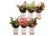Aglaonema mix star collection 
