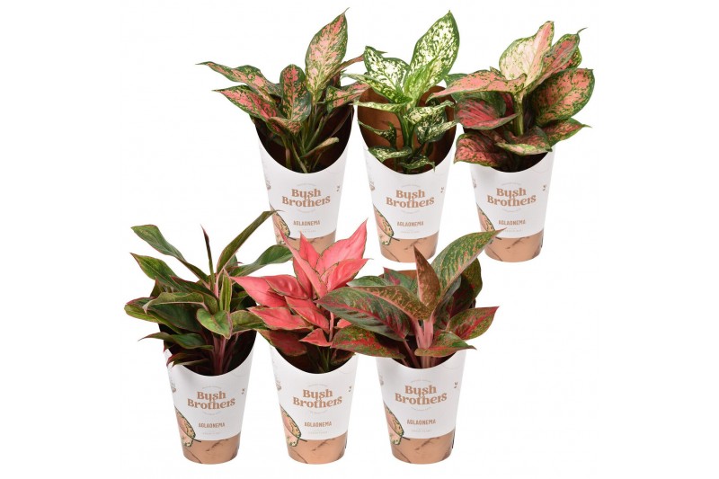 Aglaonema mix star collection 