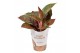 Aglaonema dark star 