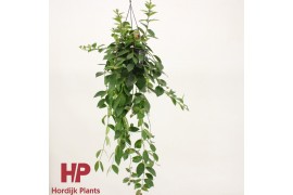 Aeschynanthus mona lisa xxl hp