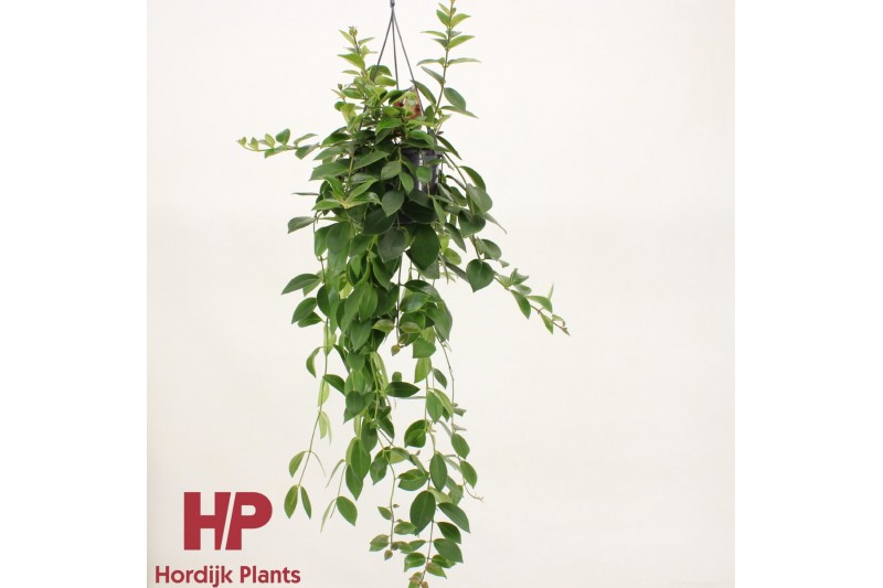 Aeschynanthus mona lisa xxl hp 