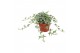 Hedera mona lisa helix 9pp - 20-25cm Rank 