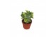 Hedera helix mix geel bont 6pp - 5-8cm Rank 
