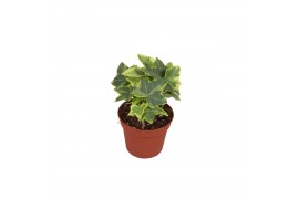 Hedera helix mix geel bont 6pp - 5-8cm Rank
