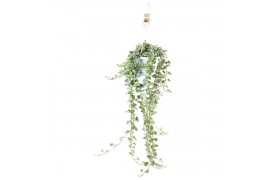 Hedera helix white wonder 17pp - 100cm Rank - Hangpot XXL