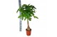 Pachira aquatica 