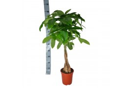 Pachira aquatica