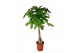 Pachira aquatica 