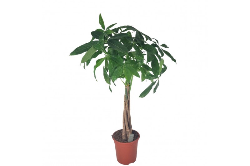 Pachira aquatica 