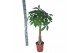 Pachira aquatica 
