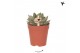Echeveria Kolibri Greens Succulenten Echeveria Algol cm diameter 1 pp 