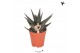 Gasterhaworthia royal highness kolibri greens 