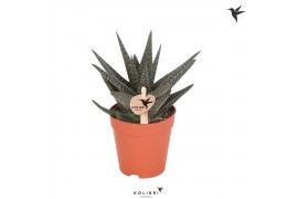 Gasterhaworthia royal highness kolibri greens