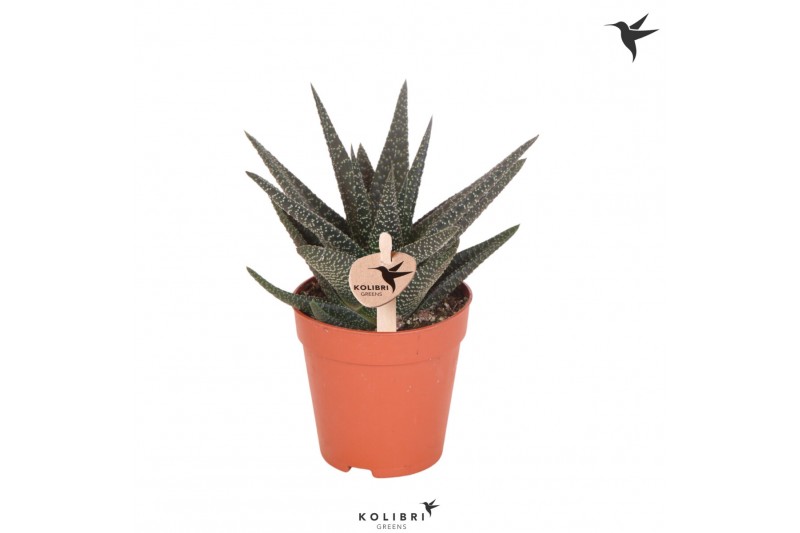 Gasterhaworthia royal highness kolibri greens 