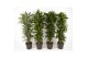 Dracaena mixkar vertakt 