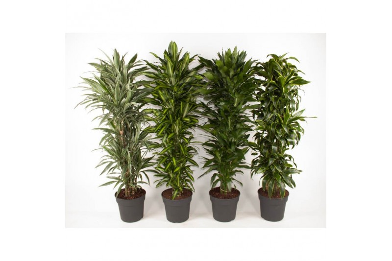 Dracaena mixkar vertakt 