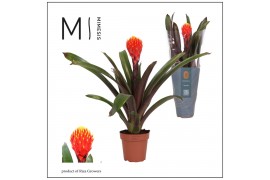Guzmania tala