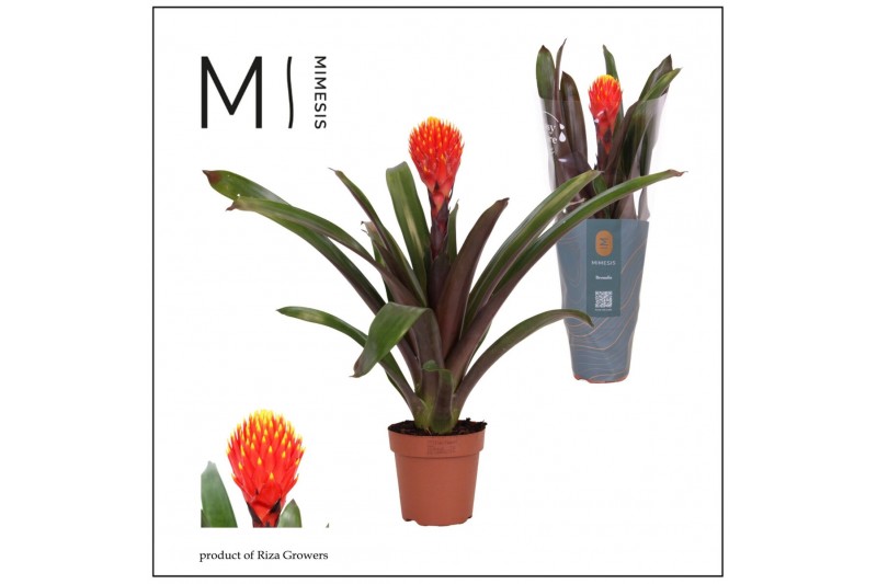 Guzmania tala 