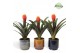 Guzmania tala Corsica keramiek 