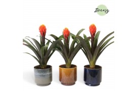 Guzmania tala Corsica keramiek