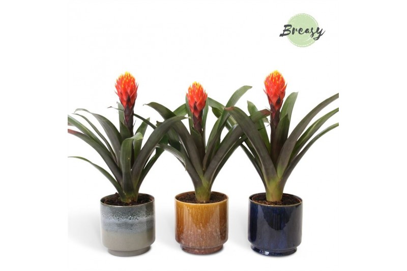 Guzmania tala Corsica keramiek 