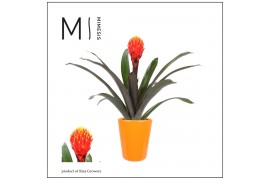 Guzmania tala Florence keramiek - Oranje