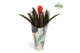 Guzmania tala Jungle krafthoes 