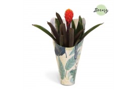 Guzmania tala Jungle krafthoes