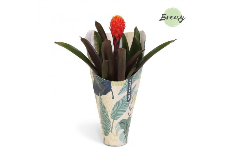 Guzmania tala Jungle krafthoes 