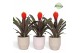Guzmania tala Palma keramiek 
