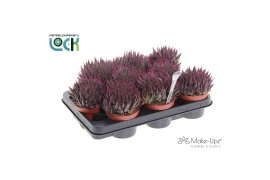 Aloe aristata Make Upz Pink