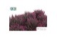 Aloe aristata Make Upz Pink 