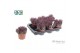 Aloe aristata Make Upz Pink 