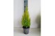 Cupressus macr. goldcrest wilma 