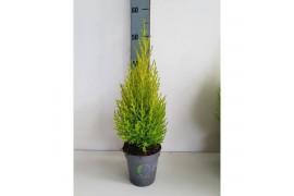 Cupressus macr. goldcrest wilma