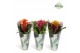 Guzmania mix Jungle krafthoes - Cupcake mix 