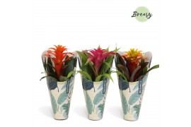 Guzmania mix Jungle krafthoes - Cupcake mix